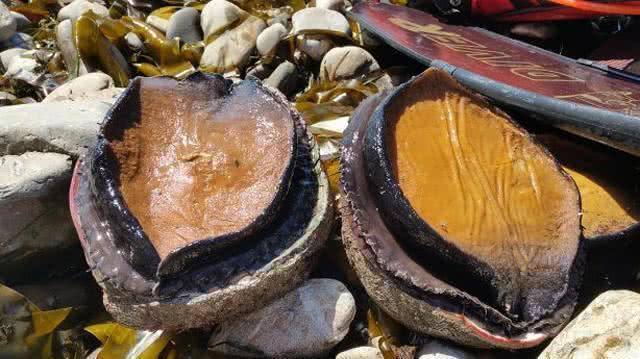 世界鲍鱼品种大全，看完成半个专家了！