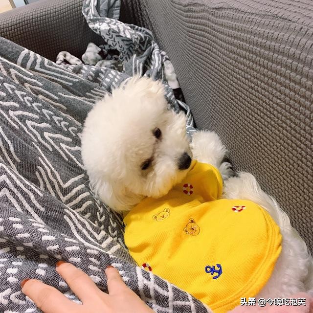 狗狗总是乱咬拖鞋怎么办,狗狗总是乱咬主人怎么办