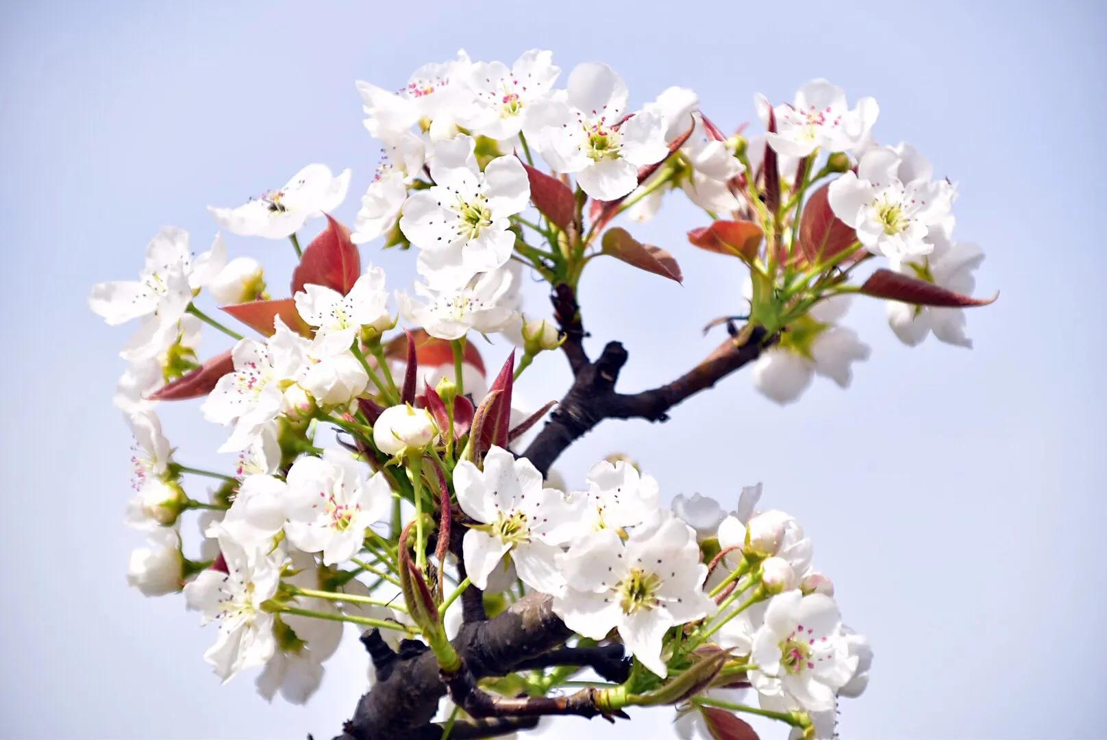 春游梨花林,邂逅三月梨花