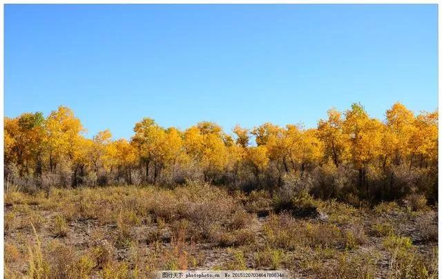 杨树的简介,杨树的全部作品