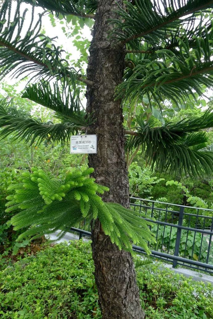 100种常见观叶植物图鉴史上最全,农村常见的100种植物