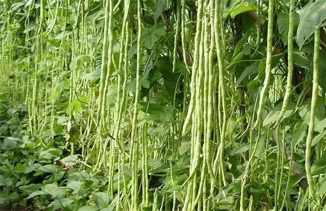 分享农业知识病虫害防治方法原创,农业知识一分钟看懂病虫害高发期