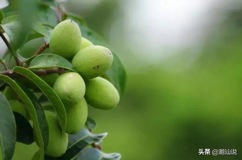 潮汕什么时候橄榄代替槟榔,潮汕吃槟榔的习俗