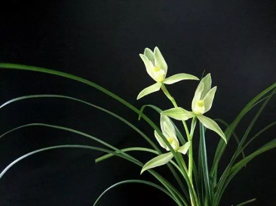 如何快速鉴别兰花好坏,怎么快速辨别兰花好坏