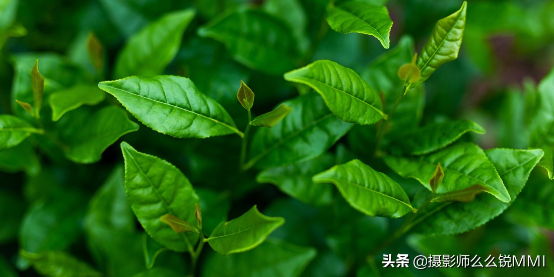 这里。藏着你“向往的生活”黄山美宿-汤口山语