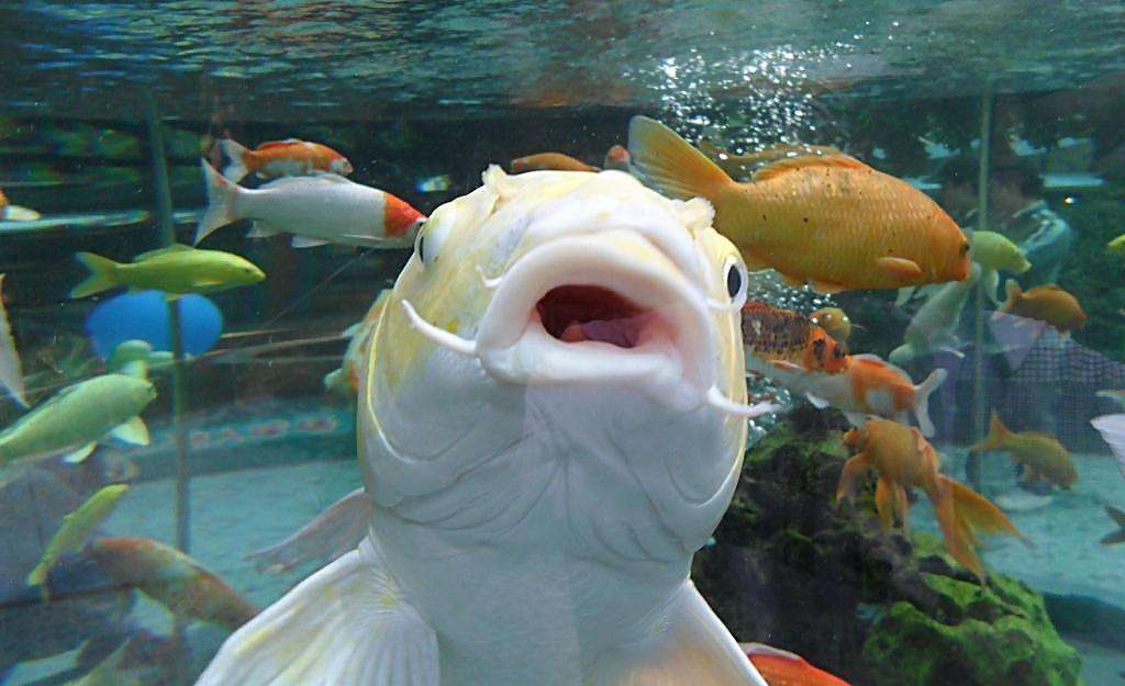 观赏鱼身上长出黑斑是怎么回事,观赏鱼身上起黑斑是怎么回事