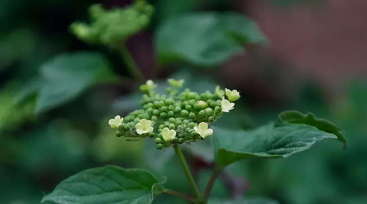 40种可以食用的鲜花,春季鲜花食谱