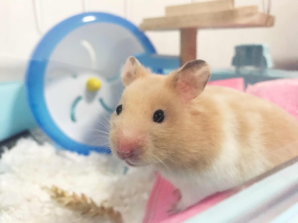 金丝熊拉黄绿色的是为什么,金丝熊拉黄色稀便怎么回事