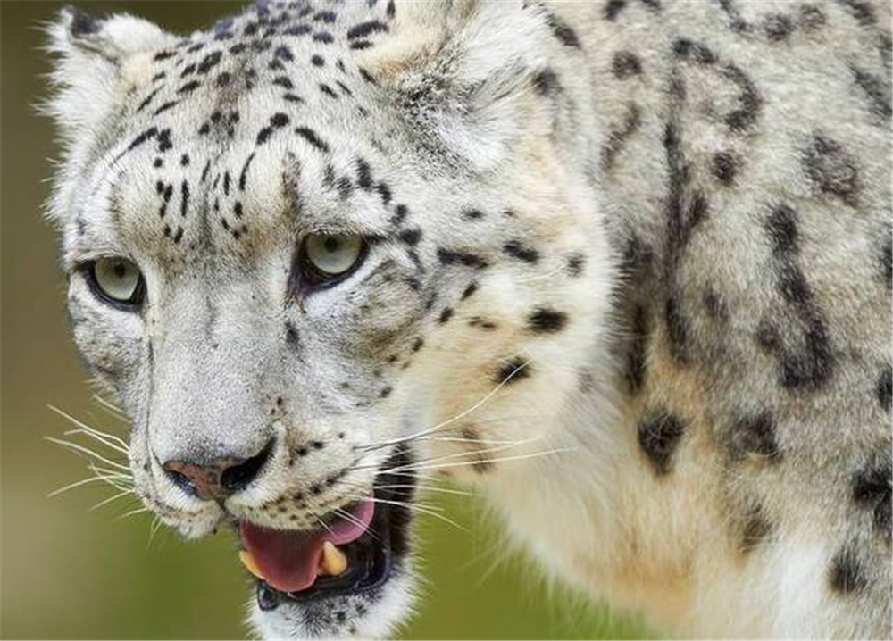 青海三江源雪豹视频,三江源影像实录雪豹