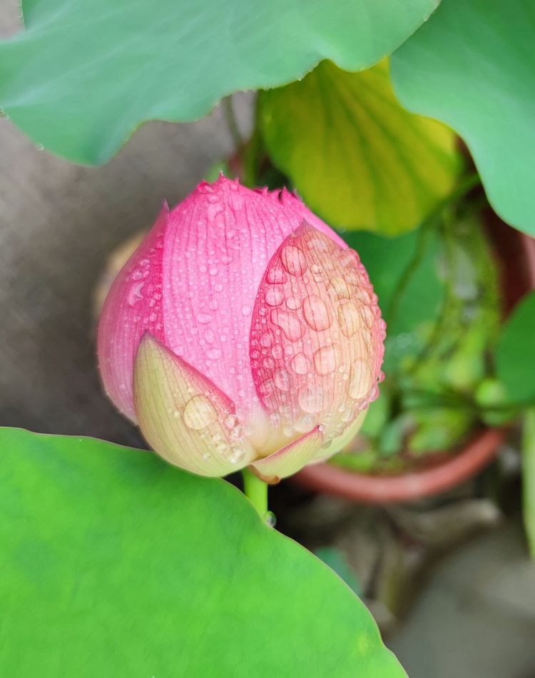 涔愯嚦鑽疯姳鎽勫奖浣滃搧娆ｈ祻,涔愯嚦鍗拌薄鎽勫奖