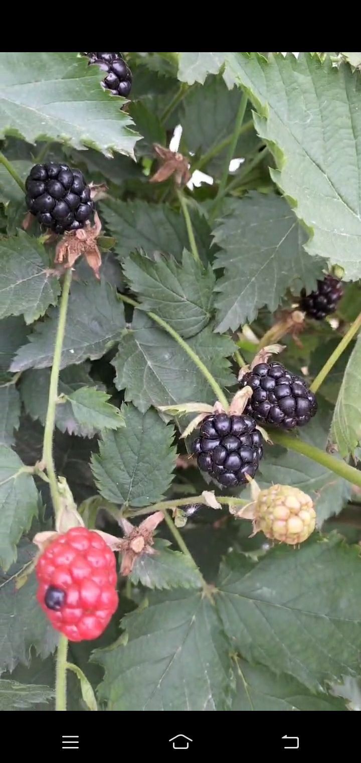 黑莓的种植技术,黑莓种植的可行性