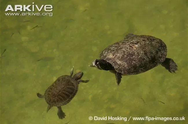 把外来入侵物种放生会怎样,对市民放生外来入侵物种提出建议