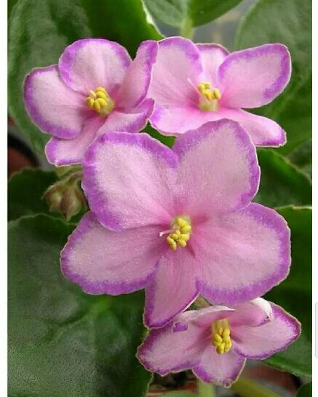 芳踪难觅濒危花!清新治愈篇:沙漠高原是吾家,豹子花的春天来了