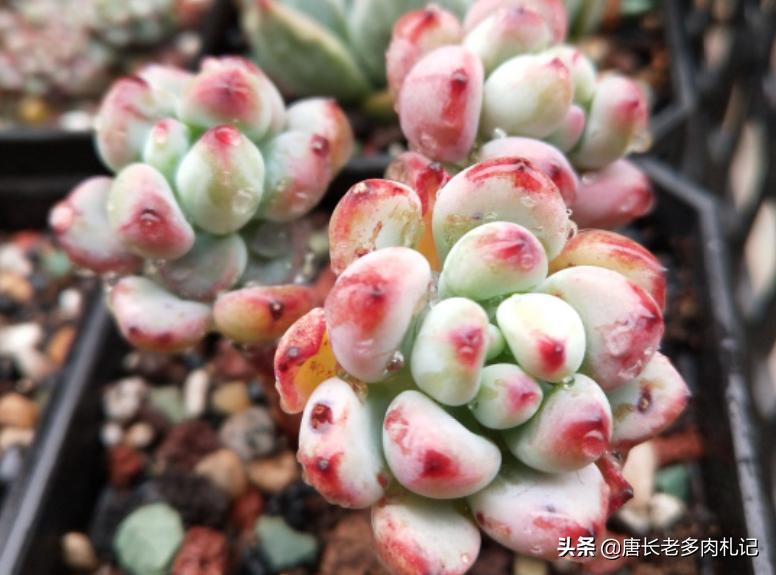 都说多肉漫画汤姆很娇气,我偏偏就不信,夏天也要丢在外面全露养