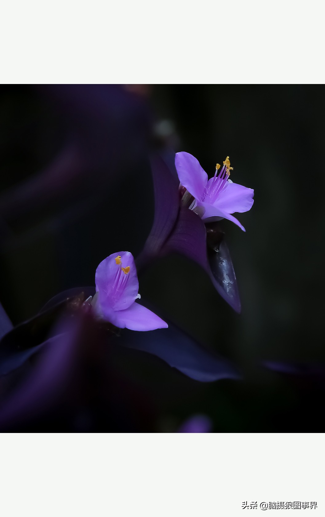 花卉拍摄中,多点对焦与单点对焦哪种更好?为什么主体不清晰?