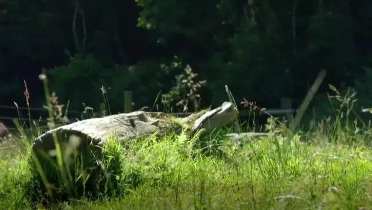 隐居深山30年以种地为生,隐居深山生活养动物