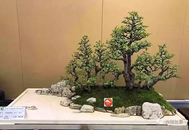 苍劲古朴挺拔有力的老桩盆景欣赏,老态龙钟盆景作品欣赏