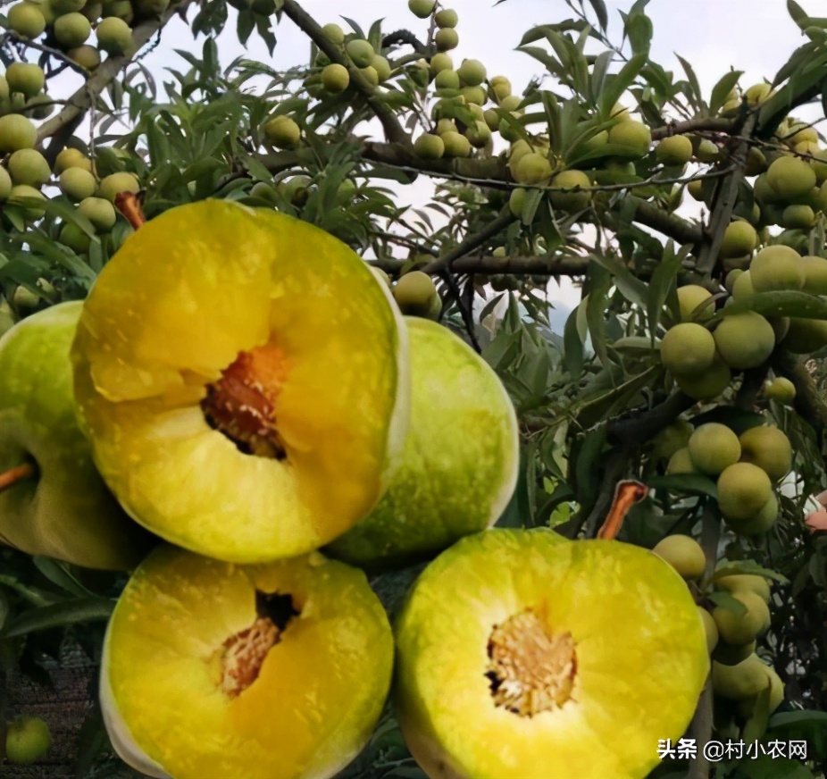 20个农村创业致富小项目,2021农村创业致富项目