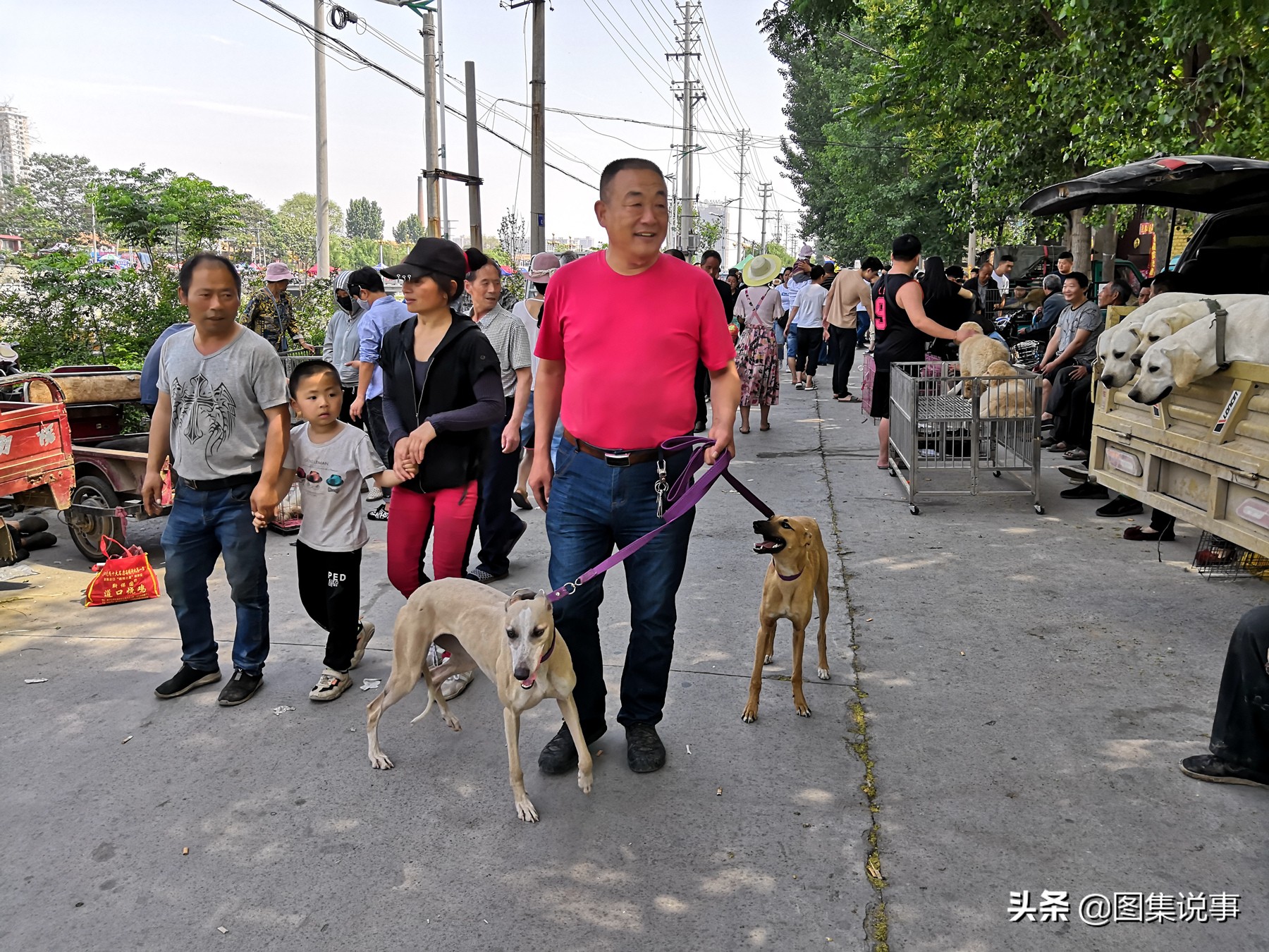 宠物狗市场博美犬真实价格,200元一只博美犬同城购买