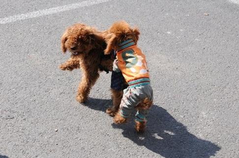 泰迪为什么这么难养,泰迪为什么这么多人养