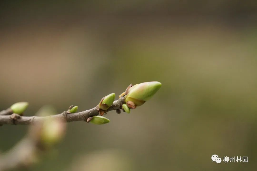 柳州的柳侯公园特色,柳州柳侯公园秋天美景