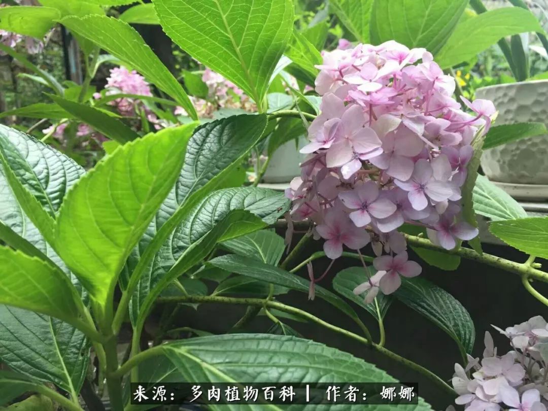 篱笆花开情常在，守你一生不变！