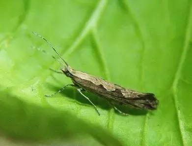 蔬菜害虫种类大全,蔬菜害虫分类及图片大全