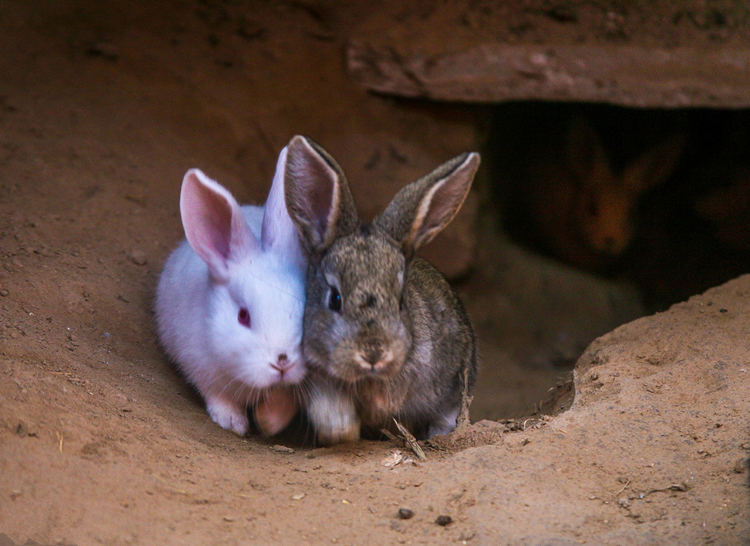 怎么养殖母兔才能让它温顺听话,肉兔养殖技术大全兔子发情