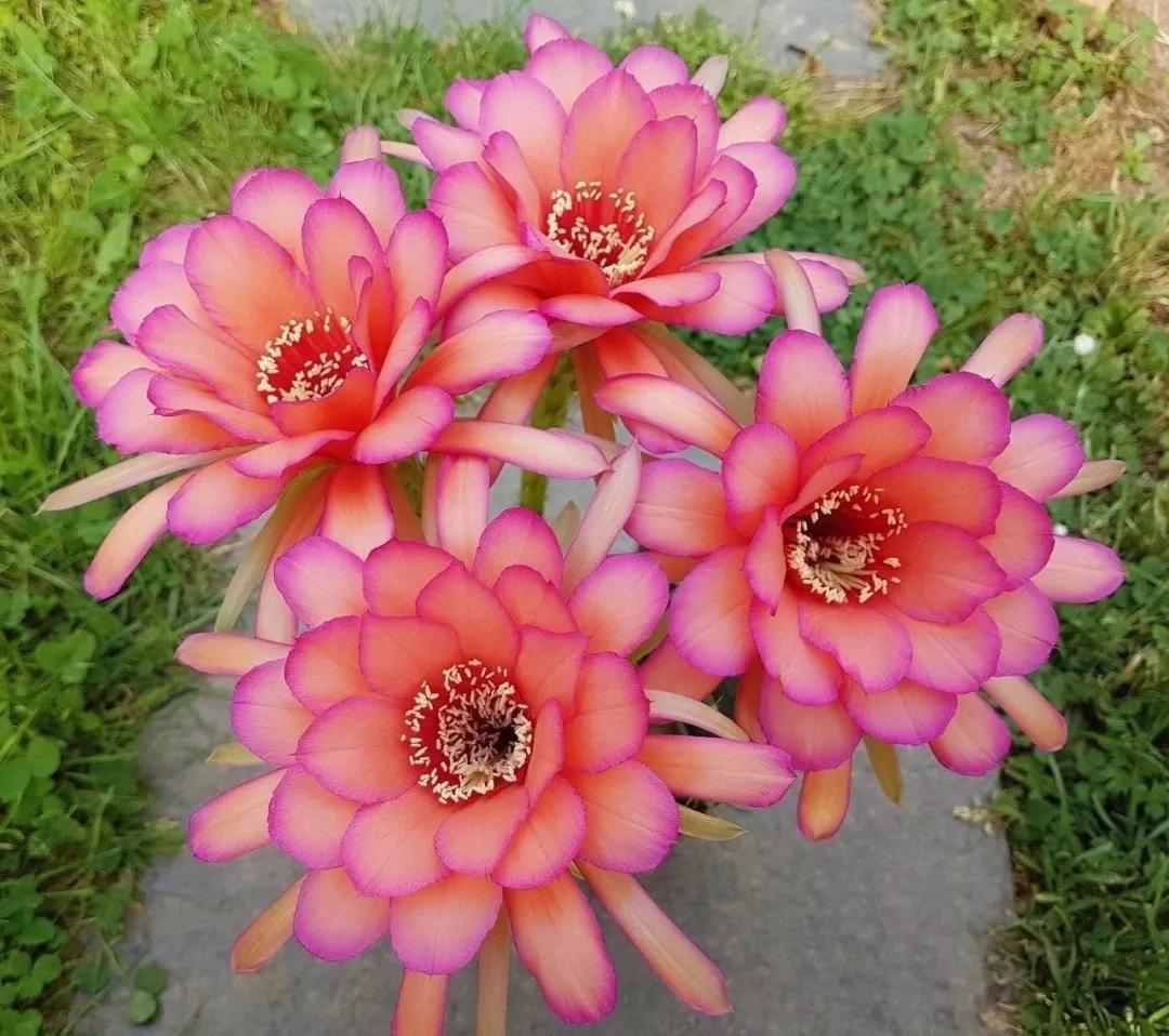 100种仙人球花图片,100种仙人球的品种视频