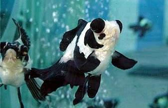 观赏鱼用的东西,观赏鱼饲养哪些器材值得买