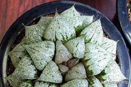 最容易养爆崽的多肉,好养好看容易爆崽的多肉