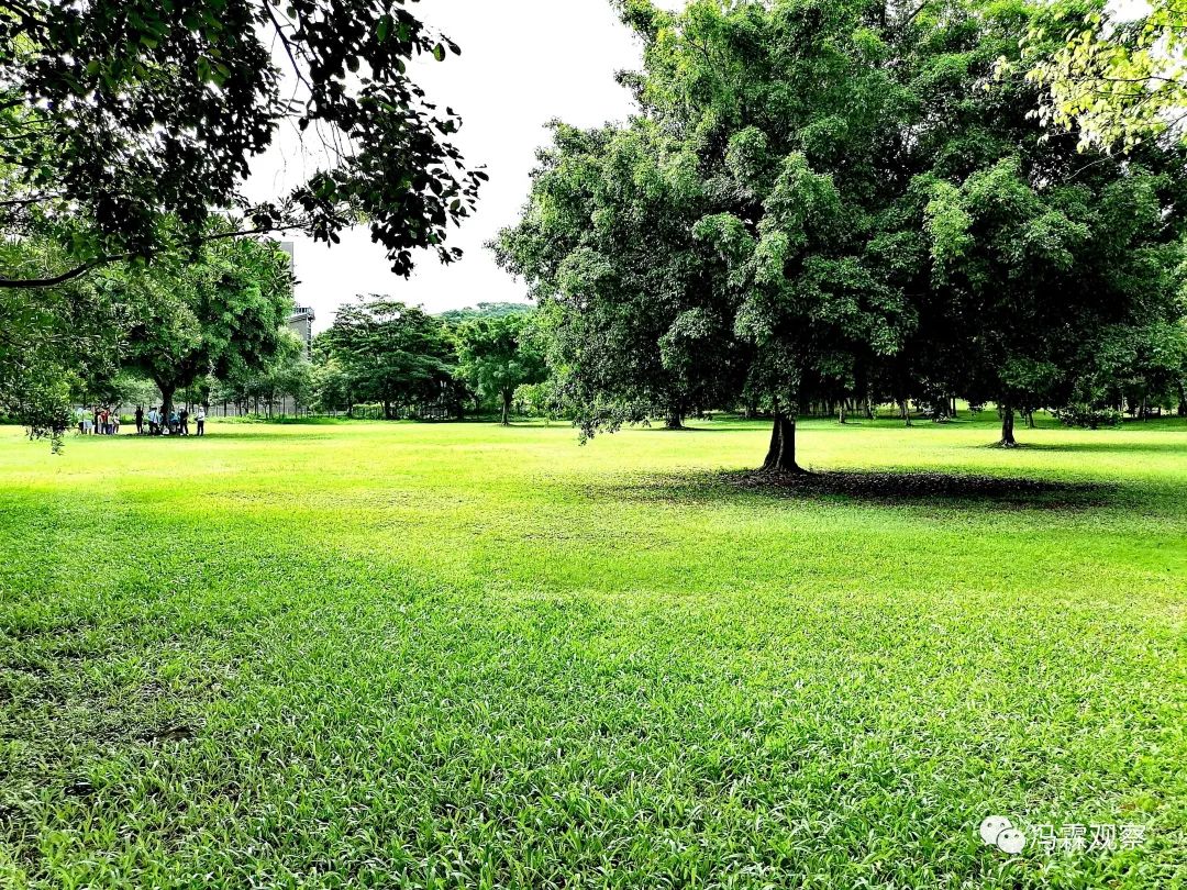 从清茶中飘出来的悠美短文！（文化观察之一O三）