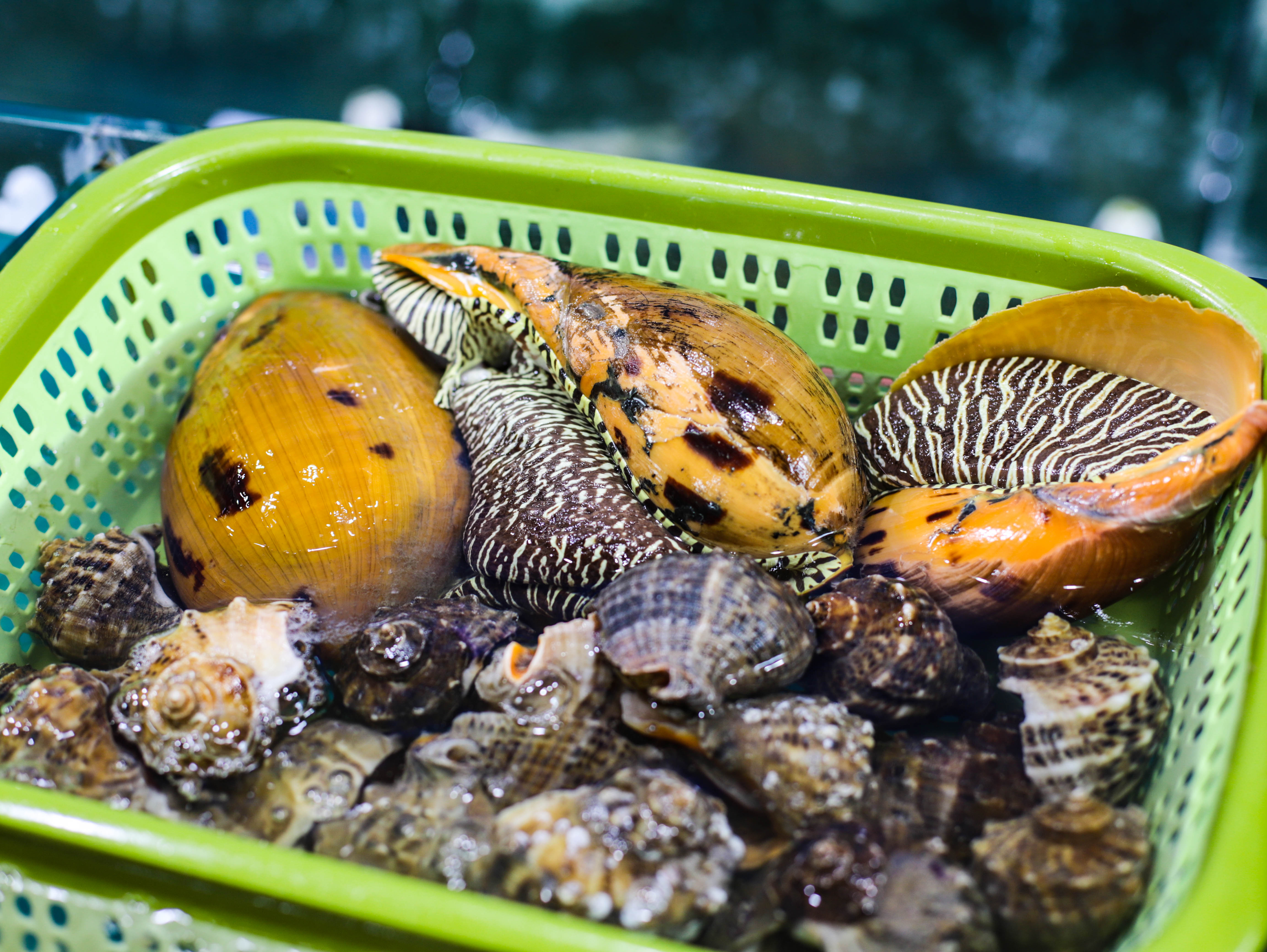 11月海南三亚旅游攻略,海南三亚11月旅游攻略必备