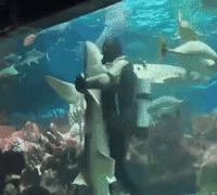 搞笑动图gif动物,搞笑动图gif沙雕