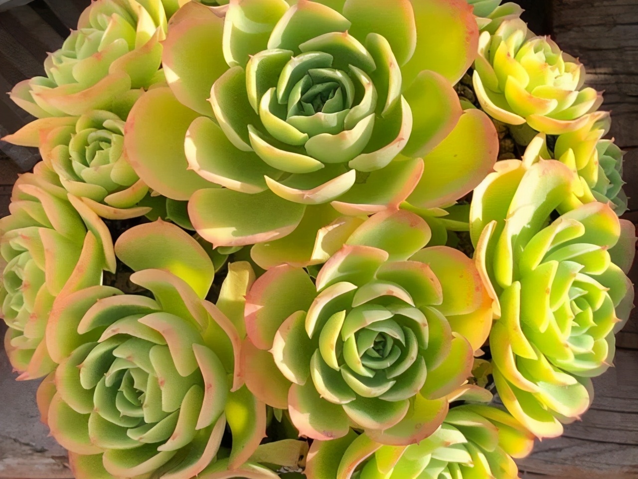 推荐几个玫瑰形的多肉植物,最像玫瑰花的8款多肉