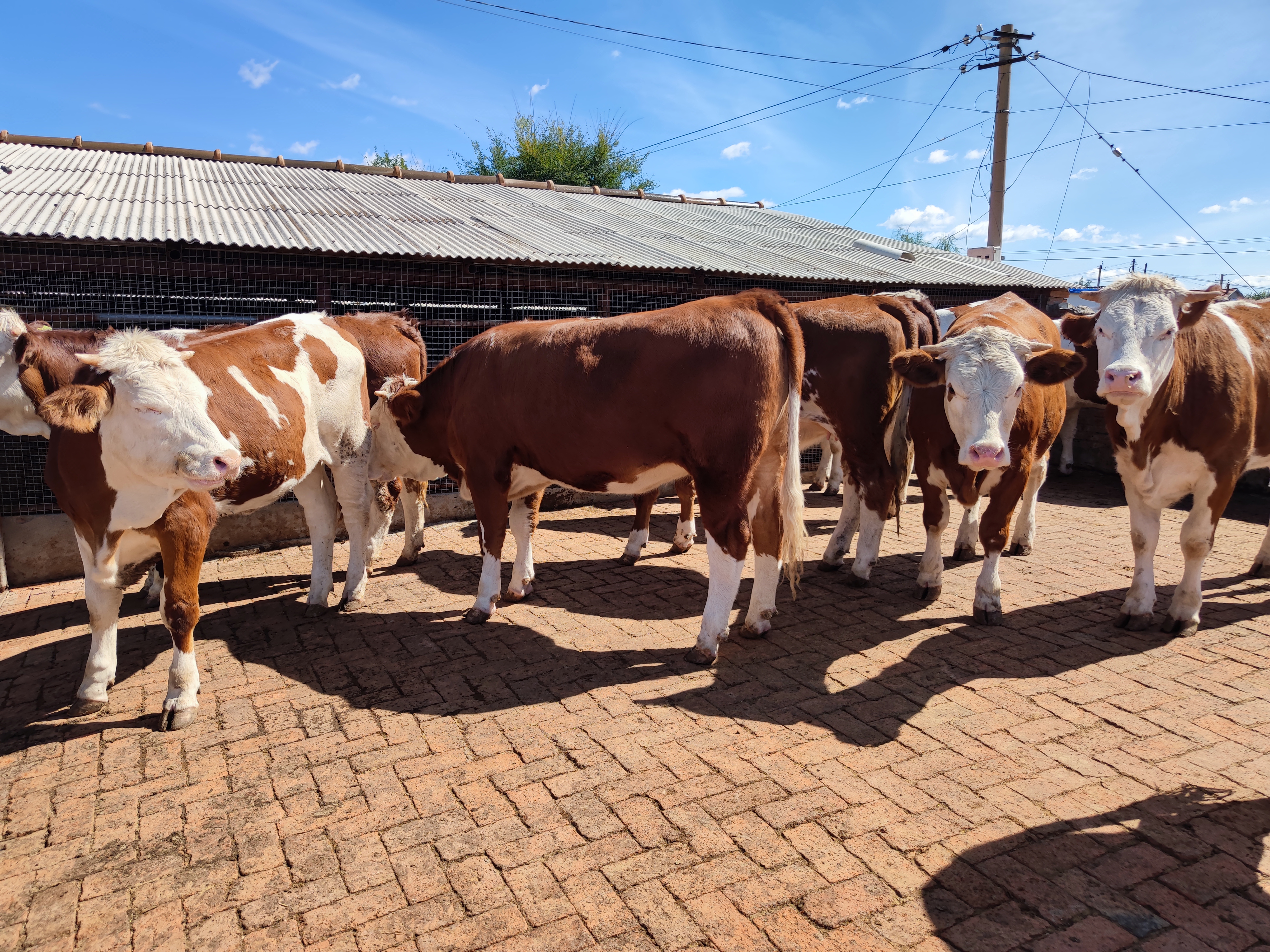 养牛业的现状及前景分析,养牛业当前存在的问题