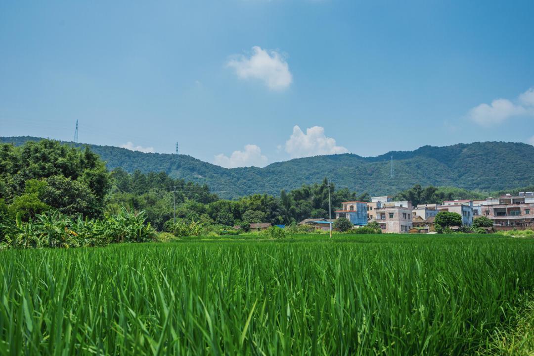 私藏菲律宾同款空中佛手，这座广东小城的落胃美食从早吃到晚
