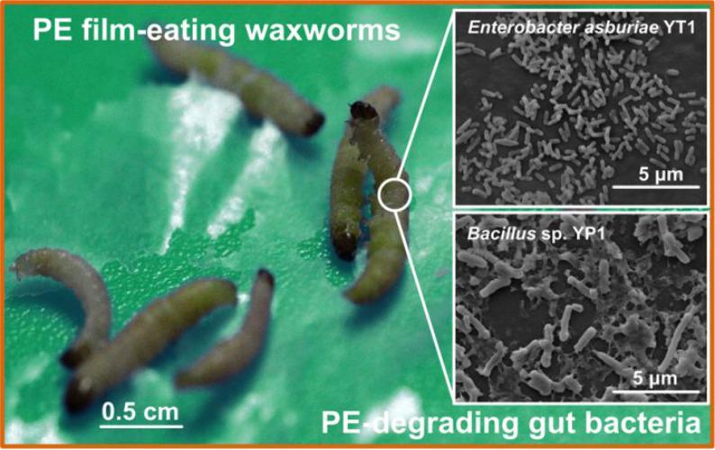 白色污染怎么防治,白色污染的最有效方法