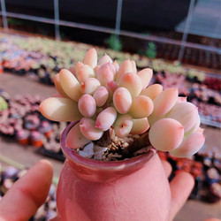 淘宝买多肉带盆的需要脱土修根吗,淘宝上买多肉有什么坑