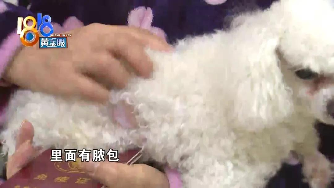 小狗背上一大块斑秃,小狗斑秃起皮屑