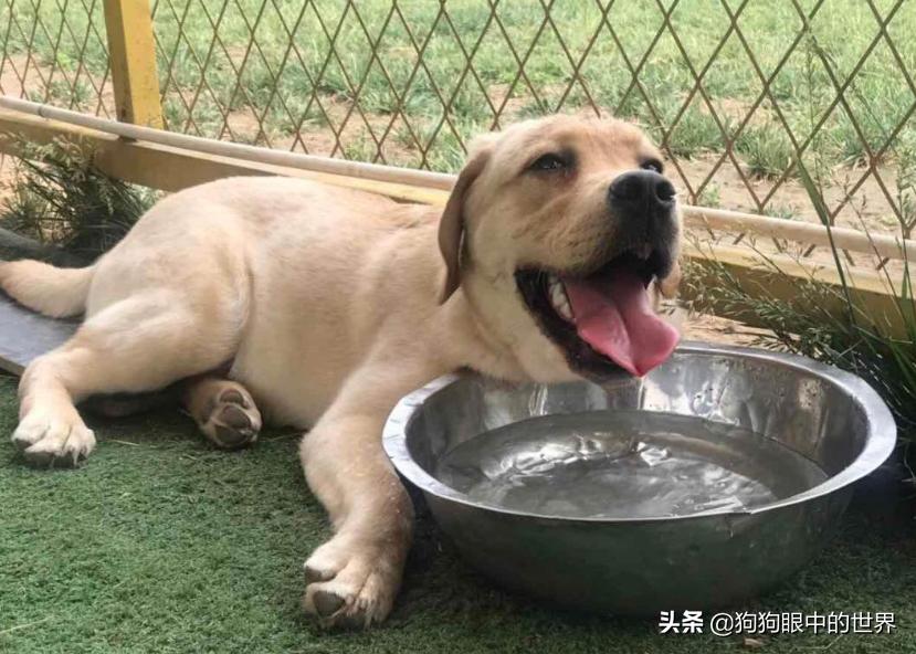 狗狗轻度中暑有意识能自行恢复吗,狗狗中暑放在空调房降温可以吗