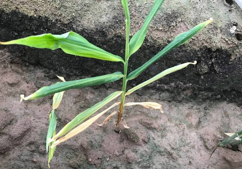 涝死的大姜怎么处理,大姜防死棵