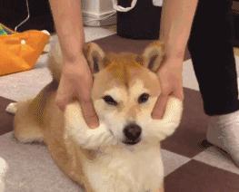 柴犬狗狗真的是通人性的,狗狗柴犬有多可爱呢