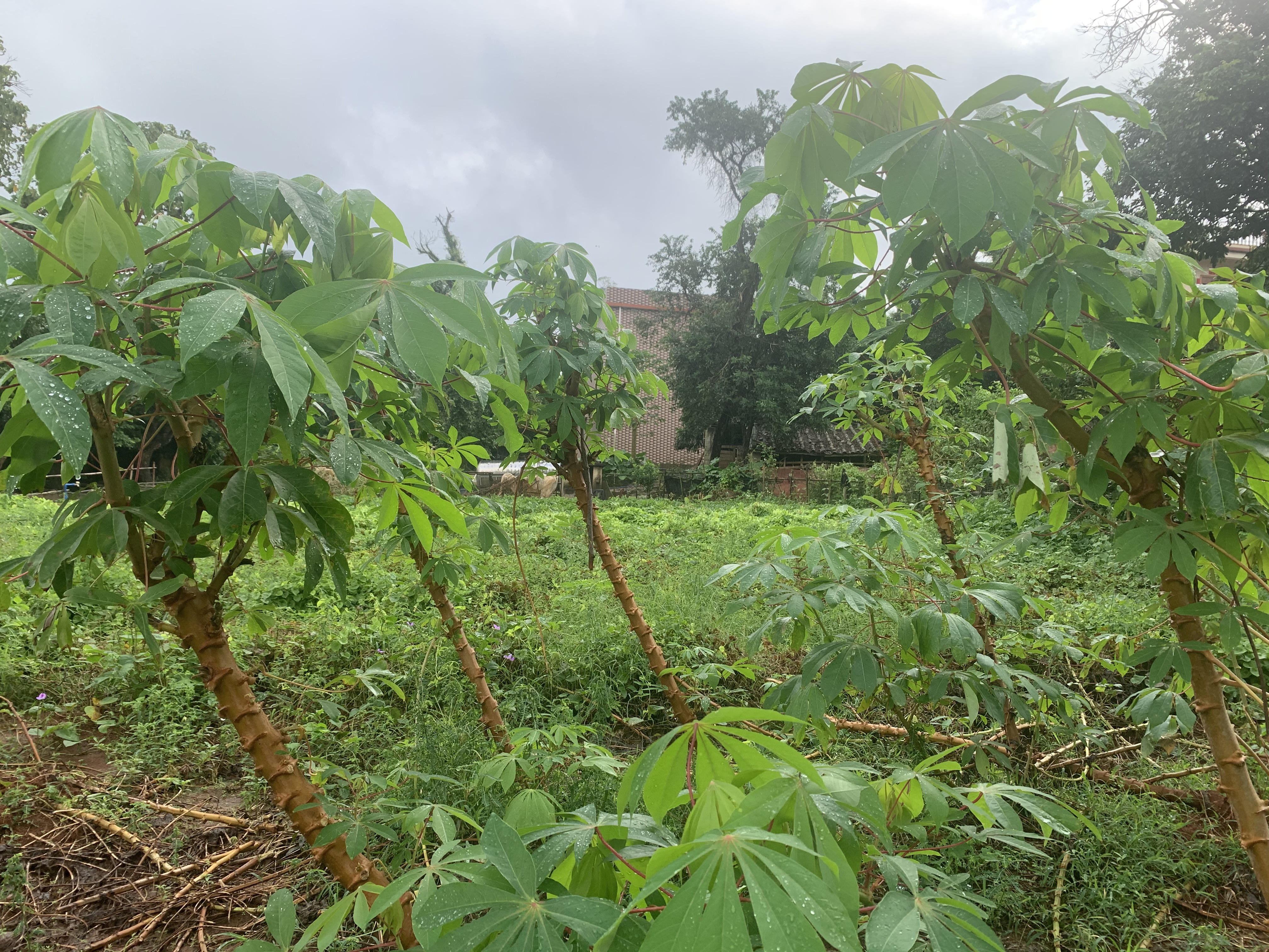 海南南渡江的历史,海南南渡江探钓
