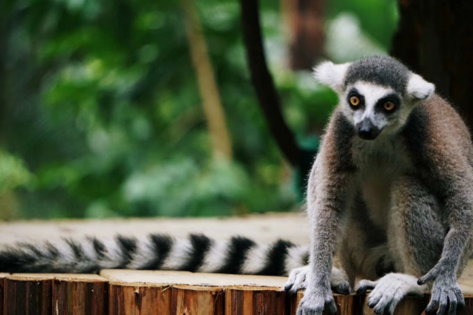 索尼微单a5100怎么导出视频 (索尼微单a5100可以拍视频吗)