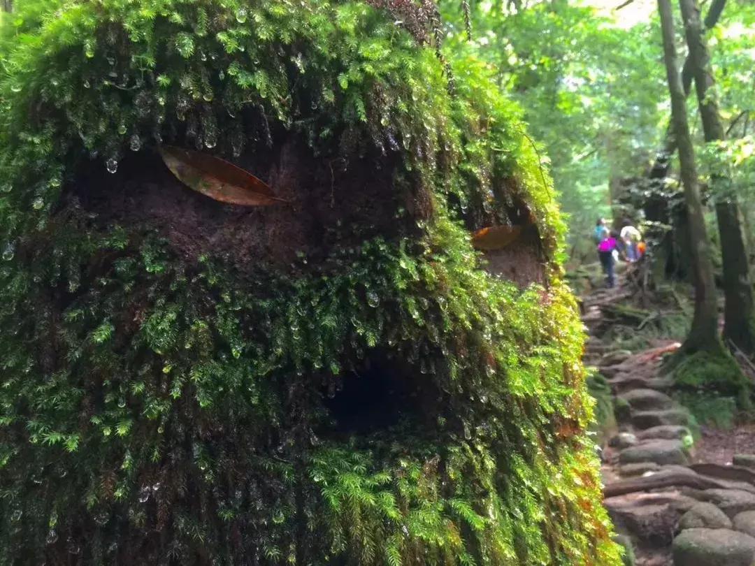 六年旅行者,国六旅行者