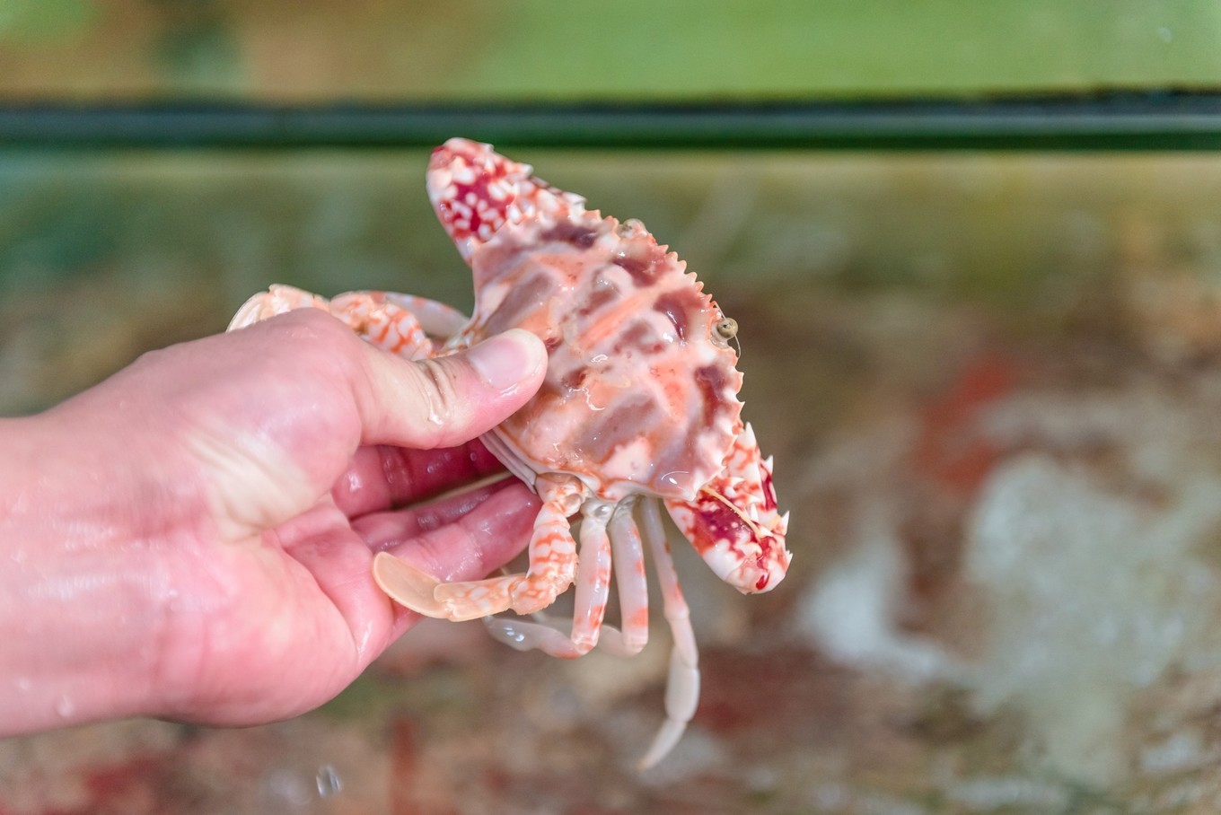 你来三亚一趟，不长个3、5斤肉，对不起自己【附：热门餐厅点菜