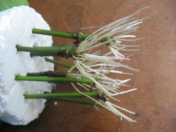 塑料瓶绑在月季上能生根吗视频,水扦插适应哪些花卉