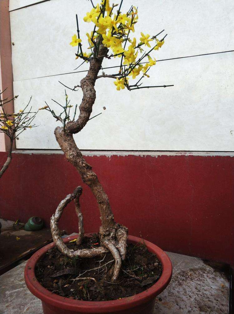 迎春花怎么养才能长得好看,迎春花怎么养才能更旺盛