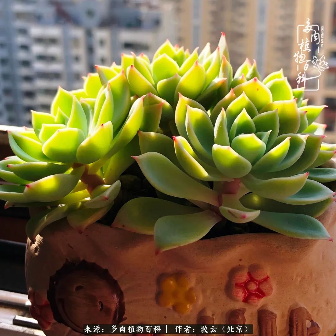 日常生活中常见的多肉植物,多肉植物神奇之处